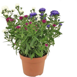 Goed & Groen - Aster Showmaker Trio -↨ 25cm - Potmaat 14cm - Kwaliteit Planten - Tuin Plant - Tuinplantenplanten - Sfeer
