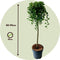 Plant in a Box - Salix Arbuscula - Zwitserse dwergwilg op stam - Boompjes - Potmaat 19 cm - Hoogte 80-90 cm - Frisgroen