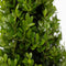 Plant in a Box - Ilex crenata 'Japanse Hulst' Piramide - Buxusvervanger - Tuinplant - ⌀21cm - Hoogte 55–65cm