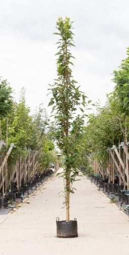 Japanse zuil sierkers | Prunus serr. 'Amanogawa' 20-40 cm| Bomenbezorgd.nl