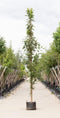 Japanse zuil sierkers | Prunus serr. 'Amanogawa' 20-40 cm| Bomenbezorgd.nl