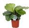 Calathea orbifolia ↨ 45cm - hoge kwaliteit planten