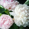 Plant in a Box - Paeonia 'Mix Pink/White' - Set van 2 - Pioenen - Bloemknollen - Zomerbloeiers - Tuinbloemen - Roze/Wit