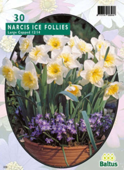 3 stuks Narcis Ice Follies per 20 bloembollen BaltusBaltus