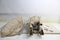 Lionelo Sven Plus 2in1 Reisbed - Campingbedje met Commode en Organizer - 127x60 cm - Beige