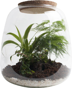 Ecosysteem ‘Green feathers’ - Broekhof Adding Value - Groene plant- Hoogte 25 cm