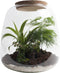Ecosysteem ‘Green feathers’ - Broekhof Adding Value - Groene plant- Hoogte 25 cm