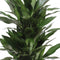 Choice of Green - Dracaena Janet Lind - Hoogte 100 - Diameter pot 27