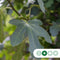 Vijgenboom 20/25 cm Ficus carica 162,5 cm