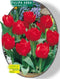 2 stuks - Baltus - Tulipa Dubbel Vroeg Abba per 25