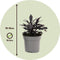Plant in a Box - Ipomoea batatas - Ipomoea Zoete Aardappel - Set van 3 - Pot 10,5cm - Hoogte 10-15cm