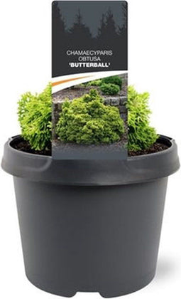 Warentuin natuurlijk - Chamaecyparis obtusa Butterball 15-20 cm Co...