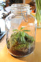Growing Concepts DIY Duurzaam Ecosysteem Weckpot 5L - Planten - Biophytum Sensitivum - H28xØ18cm