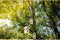 Baza Vogel- Buffet Chalet 3 Feeder FSC Hout Roodborstjes