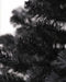Black Box Trees Kunstkerstboom Colchester - 84x84x185 cm - PVC - Zwart