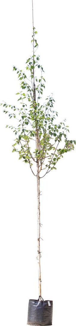 2 stuks! Witte himalaya berk Betula ut. jacquemontii h 250 cm st. o...