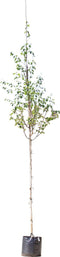2 stuks! Witte himalaya berk Betula ut. jacquemontii h 250 cm st. o...