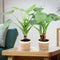 Alocasia Cucullata op stam in Noah Korb ↨ 45cm - 2 stuks - hoge kwaliteit planten