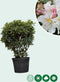 Rhododendron Cunninghams White | Rhododendron 'Cunningham's White | Bomenbezorgd.nl