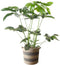 Philodendron Green Wonder in mand