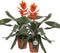 Kamerplant - Aechmea Pepita Elegant Flames double