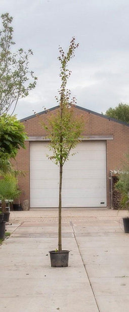 Katsuraboom hoogstam 200 cm | Cercidiphyllum japonicum 6-10 cm | Bomenbezorgd.nl