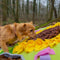 Mister Mill Snuffelmat Hond - Kat - 73 x 73 cm Speelmat - Speelgoed Intelligentie - Interactief Speelgoed - Opvouwbaar - Zonnebloem
