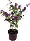 Plant in a Box - Callicarpa bodinieri 'Profusion' - struik - pot 19cm - hoogte 50-60cm