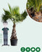 Mexicaanse waaierpalm Washingtonia robusta 225 cm