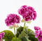 Mica Decorations Geranium Kunstplant in Bloempot Stan - H34 x Ø20 cm - Paars