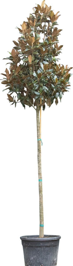 Magnolia grandiflora | Magnolia grandiflora 'Galissonière' 18-20 cm | Bomenbezorgd.nl