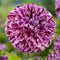 Plant in a Box - Dahlia 'Marble Ball' - set van 3 - zomerbloeiers - dahliaknollen - tuinbloemen - Paars