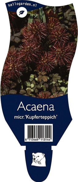 5x Acaena microphylla Kupferteppich P11 -1.3 ltr Stekelnootje