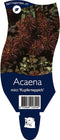 5x Acaena microphylla Kupferteppich P11 -1.3 ltr Stekelnootje