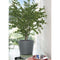 Bloempot - DEROMA - Millennium R - Asgrijs - Zelfbewaterend - Wielen - 59 cm