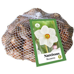 JUB - Narcissus Recurvus, 25 bloembollen