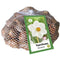 JUB - Narcissus Recurvus, 25 bloembollen