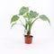 Alocasia Cucullata op stam ↨ 40cm - 2 stuks - hoge kwaliteit planten