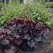 Heuchera micr. 'Palace Purple' | 1 stuk | groenblijvende vaste plant | wintergroen | Schaduwplant | tuinplant schaduw | 11x11 cm Kwekerspot | verwilderend | winterhard | Wit