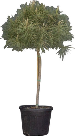 Parasolden Pinus pinea h 140cm st. omtrek 85cm st. h 100 cm