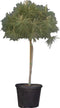 Parasolden Pinus pinea h 140cm st. omtrek 85cm st. h 100 cm