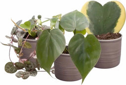 Plantenset “Love of my heart” (in Laos keramiek)