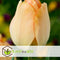 Plant in a Box - Tulipa Daydream - Bloem bollen x20 - Tulp - Oranje - Tulpen uit Holland