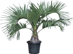 Geleipalm Butia capitata 110 cm