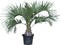 Geleipalm Butia capitata 110 cm