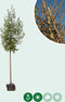 Winterlinde | Tilia cordata 18-20 cm | Bomenbezorgd.nl