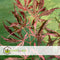 Plant in a Box - Acer palmatum 'Extravaganza' - Japanse Esdoorn - Set van 2 - Winterhard - Tuinplant - Pot 19cm - Hoogte 50-60cm