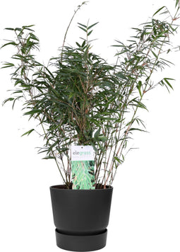 ‘Fargesia Rufa’ (Bamboe) in ELHO outdoor sierpot Greenville (zwart) ↨ 80cm - hoge kwaliteit planten