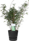 ‘Fargesia Rufa’ (Bamboe) in ELHO outdoor sierpot Greenville (zwart) ↨ 80cm - hoge kwaliteit planten