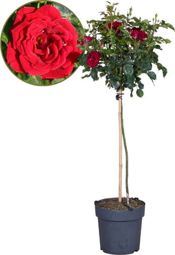 Plant in a Box - Rosa Palace 'Pride' - Rode stamroos voor binnen,tuin,terras of balkon - Pot 19cm - Hoogte 80-100cm